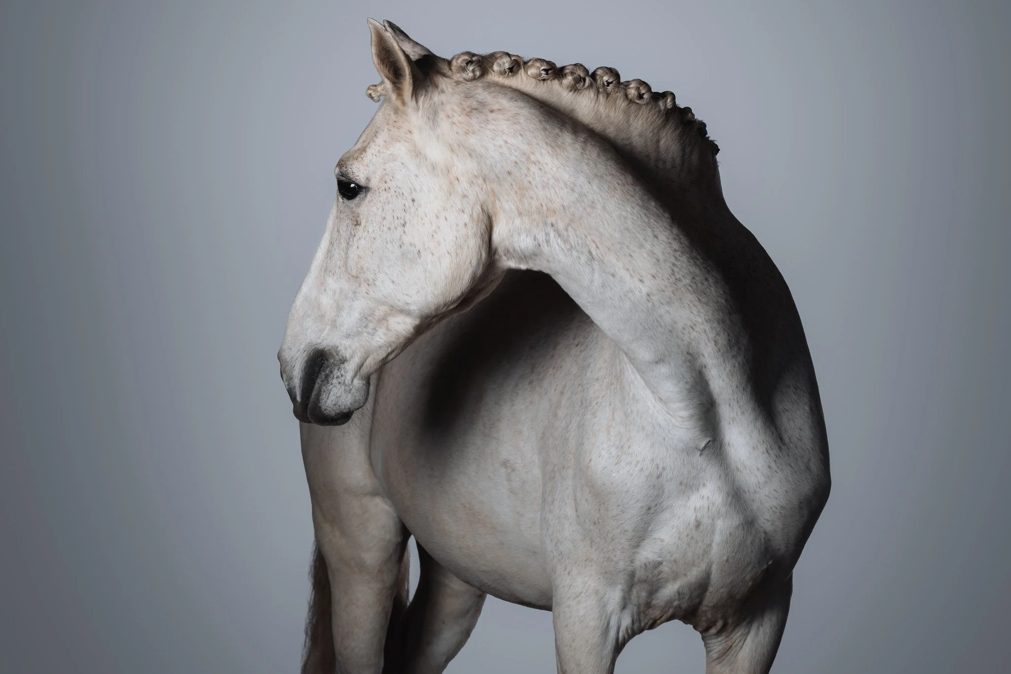 Schimmel vor grauen Hintergr&uuml;nden zu fotografieren k&ouml;nnte meine neue Obsession sein 🤷🏻&zwj;♀️

#pferdeimstudio #schimmelliebe