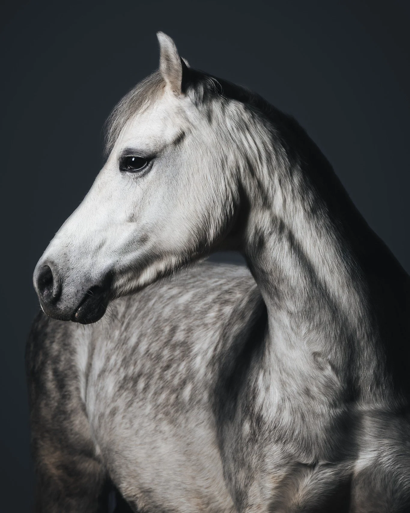 New Favorite 😍
Sch&auml;tzt mal welche Rasse ihr hier seht und welches Stockma&szlig; 🤔
Grauer Hintergrundstoff landet direkt erstmal in meinem Warenkorb 🛒

#pferdeimstudionrw #mobilesfotostudio