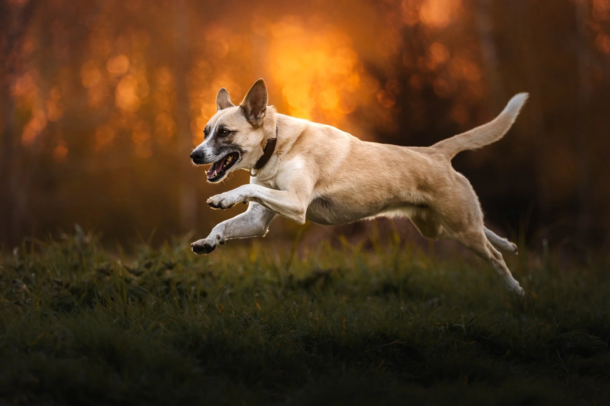 Lotta hat mich bei unserem Fotoshooting letzte Woche einfach verzaubert. Eine s&uuml;&szlig;e, aufgeschlossene, total agile H&uuml;ndin mit so einem witzigen Charakter ❤️ 

Wir haben uns bei aller bestem Wetter an meinem Lieblings-Hunde-Fotospot getr