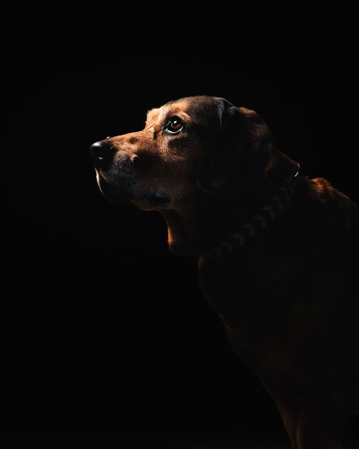 Hunde im Studio? Auf jeden Fall. Ich hab da noch so viele Ideen und definitiv auch einige davon mit Hund und Mensch. Dazu wird es bestimmt dieses Jahr nochmal einen Aufruf geben. Wenn du dir also vorstellen kannst mit deinem Hund gemeinsam in meinem 