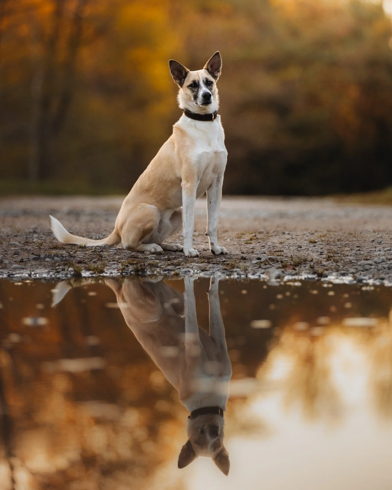 Diese Pf&uuml;tze ist mir auf dem R&uuml;ckweg zum Parkplatz aufgefallen und musste auf jeden Fall zum posieren genutzt werden. Fotografieren bedeutet f&uuml;r mich sehen. Wo ist das Licht? Wie sieht der Hintergrund aus? Was gibt es spannendes, was m