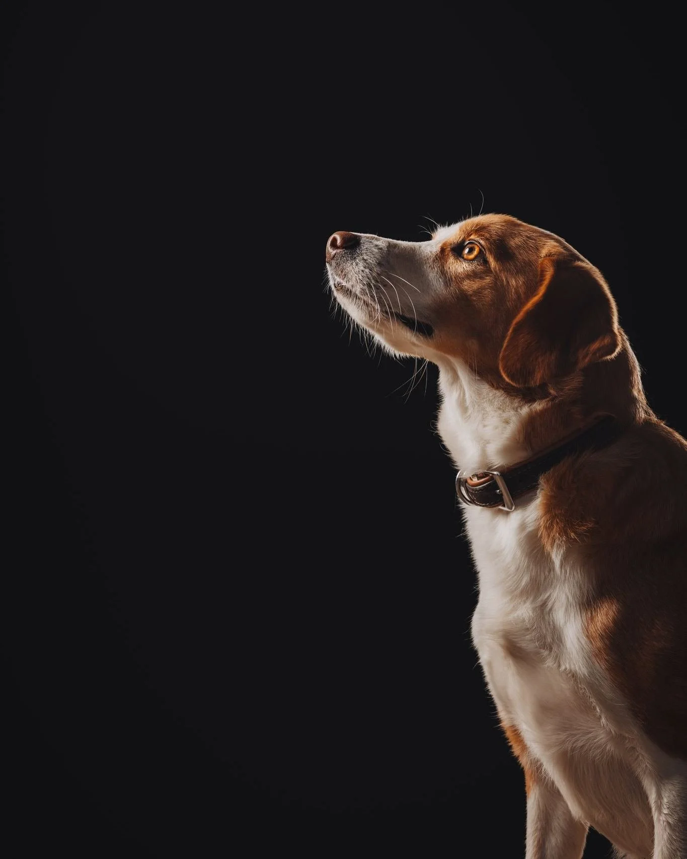 Neue Hunde-Lieblings-Pose unlocked 🔓 
Die Studiofotografie lebt von der Lichtsetzung, bei jedem Bild muss es passen und gerade mit Tieren ist es gar nicht immer so einfach, den Bildaufbau, die Blickrichtung und die Pose immer sofort perfekt abgestim