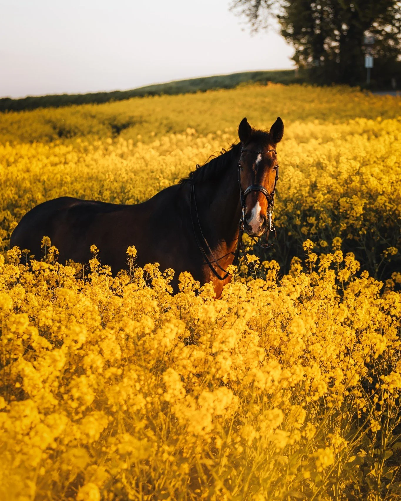 Rapsfeld, Hofeinfahrt oder edles Portrait? 
Ich liebe es, wenn man innerhalb eines Fotoshootings verschiedene Locations nutzen kann und so unterschiedliche Bilder zaubert 

#tierfotografienrw #pferdefotografienrw
