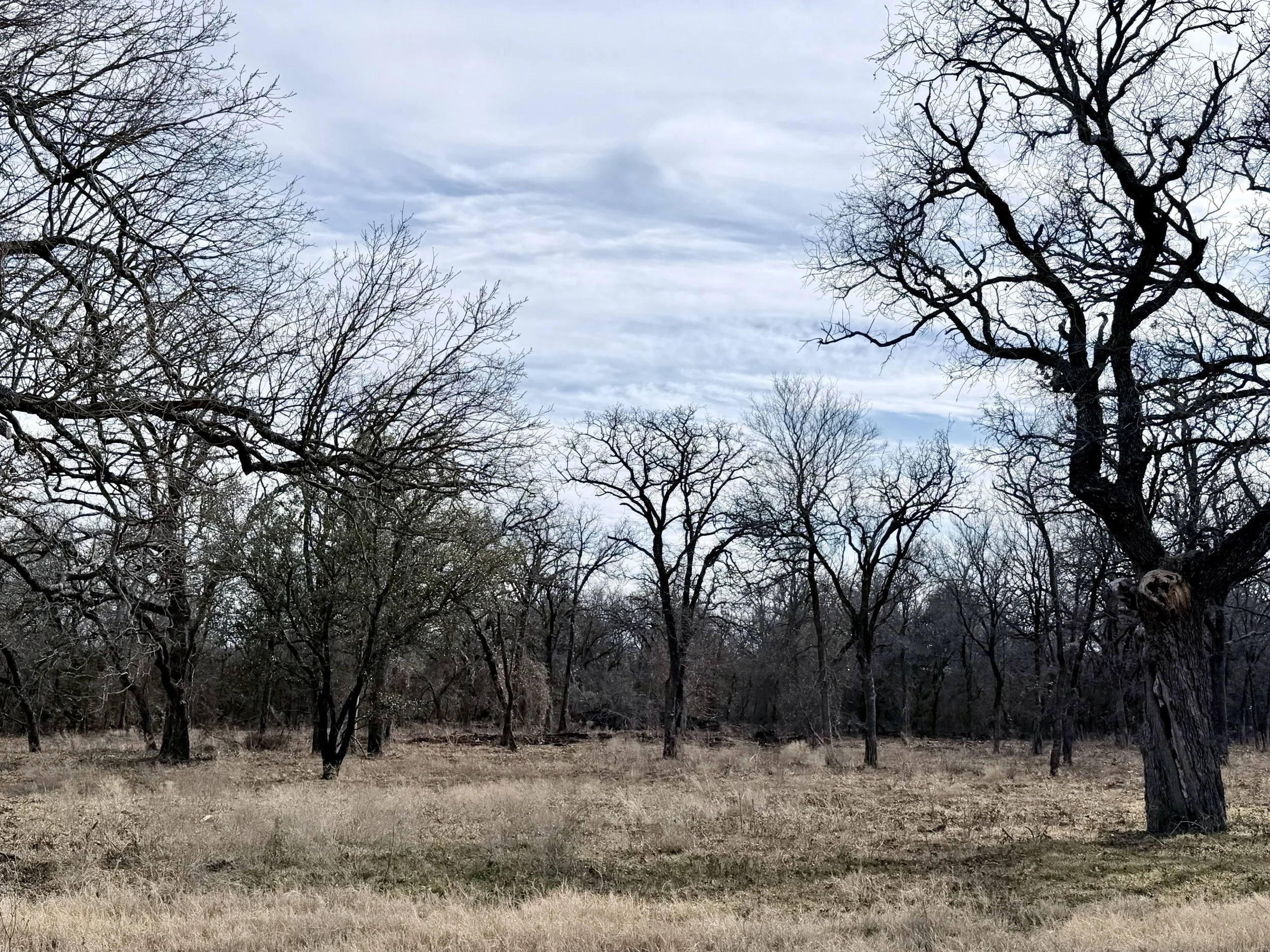 LW Lot 10 IMG_9449.jpeg