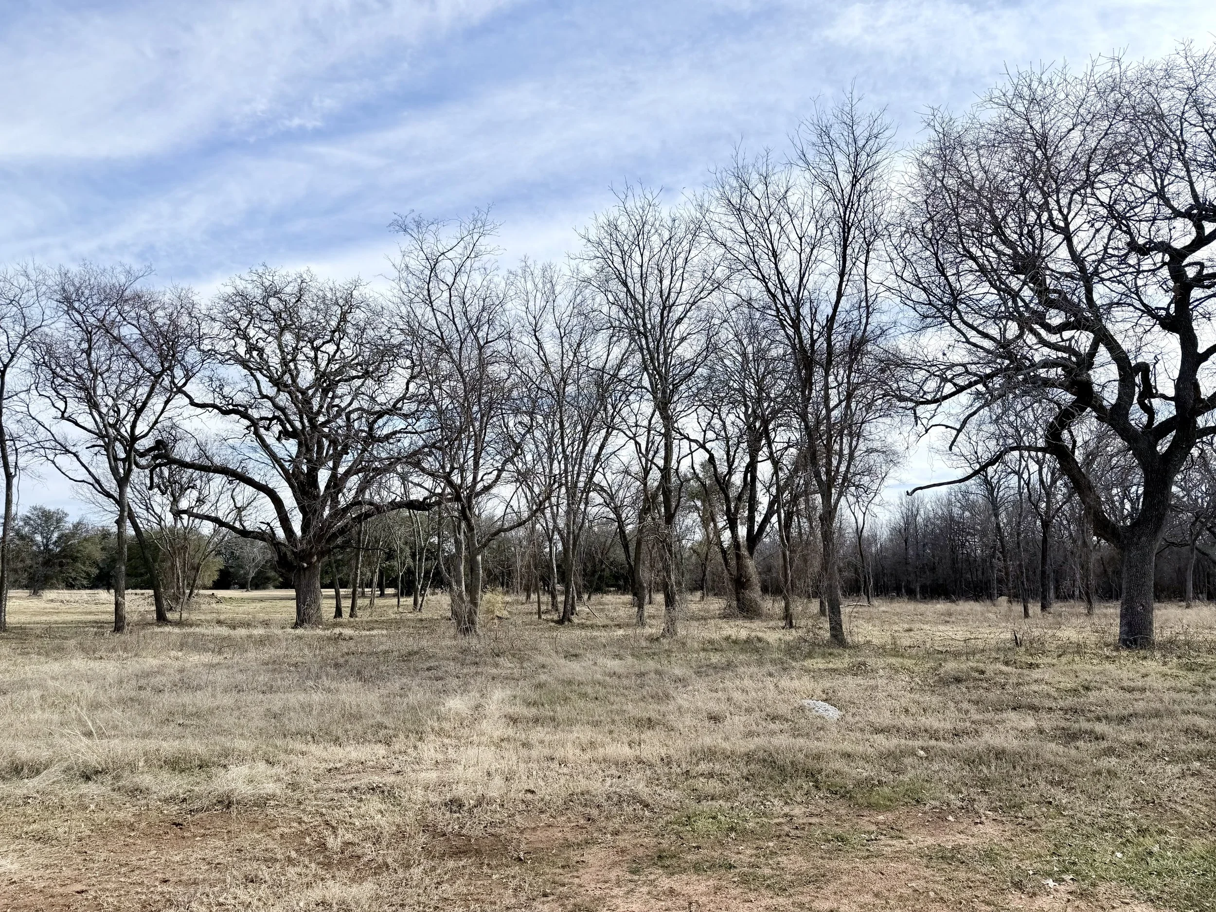 LW Lot 8 IMG_9442.jpeg