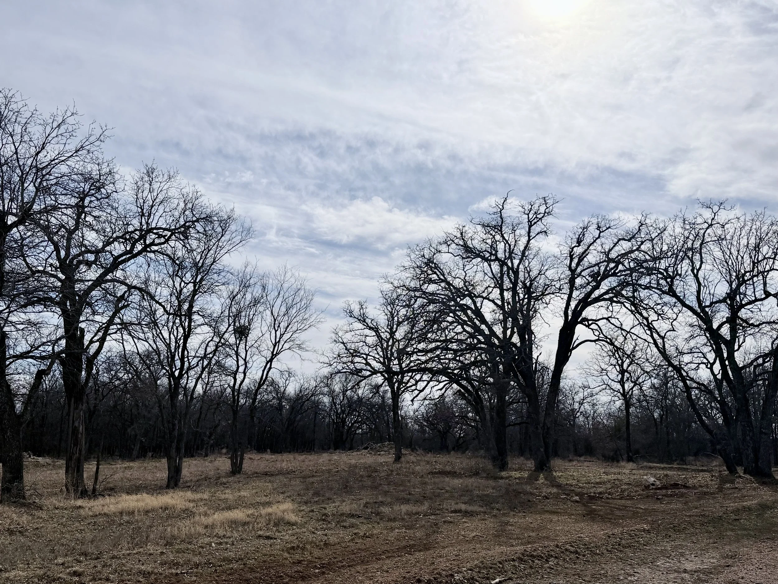 LW Lot 11 IMG_9457.jpeg