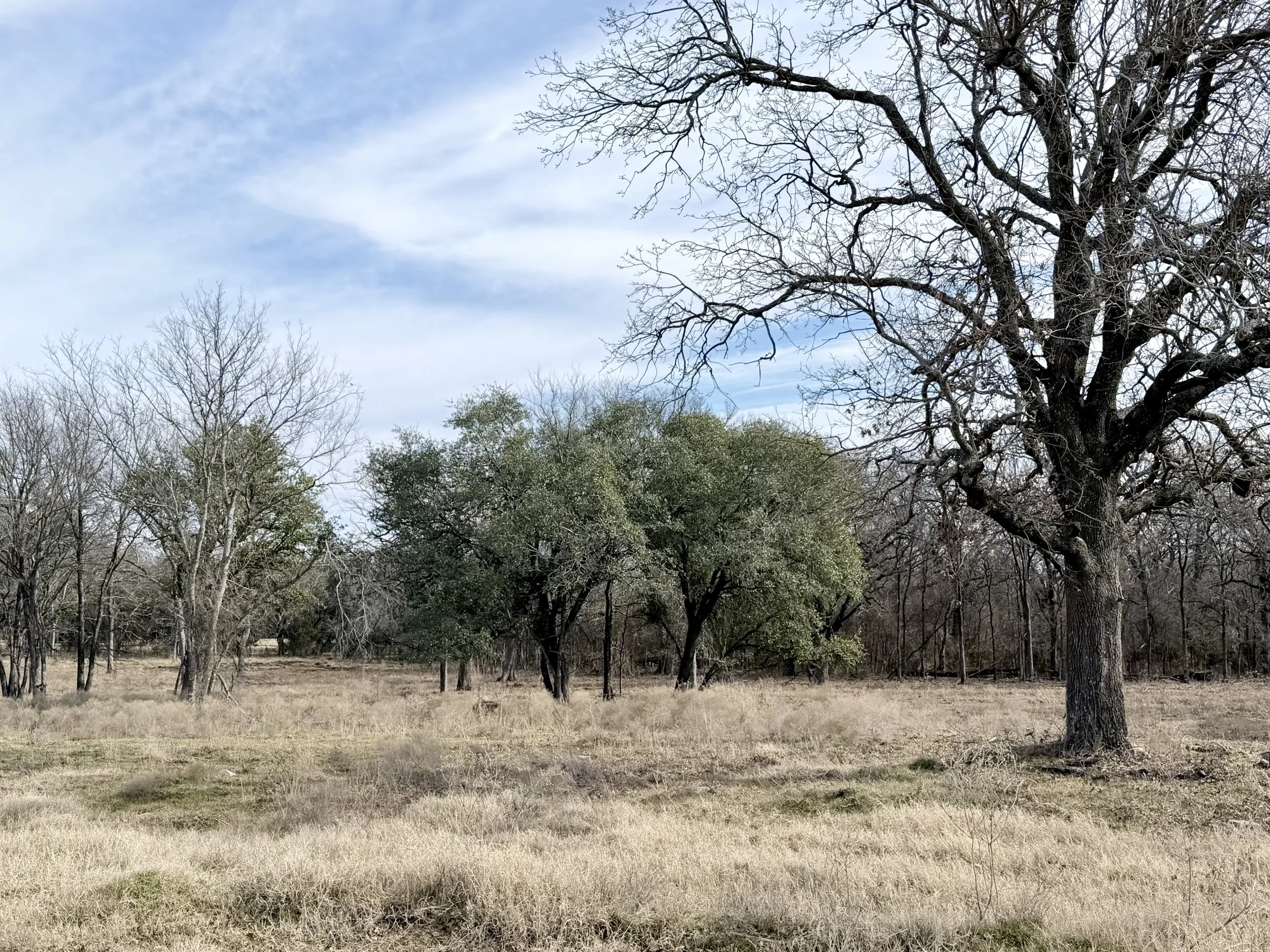 LW Lot 10 IMG_9448.jpeg