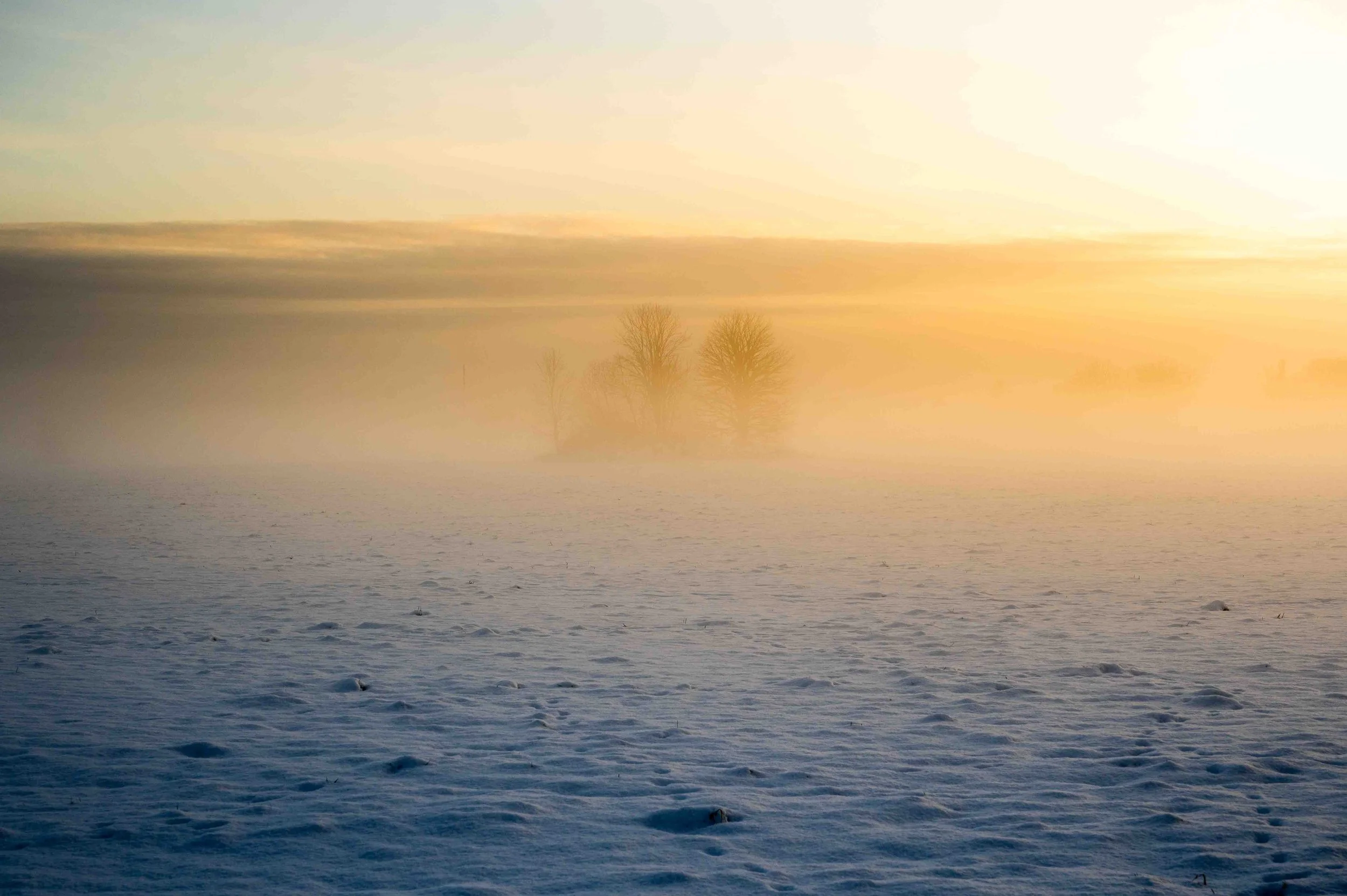 Foggy winter