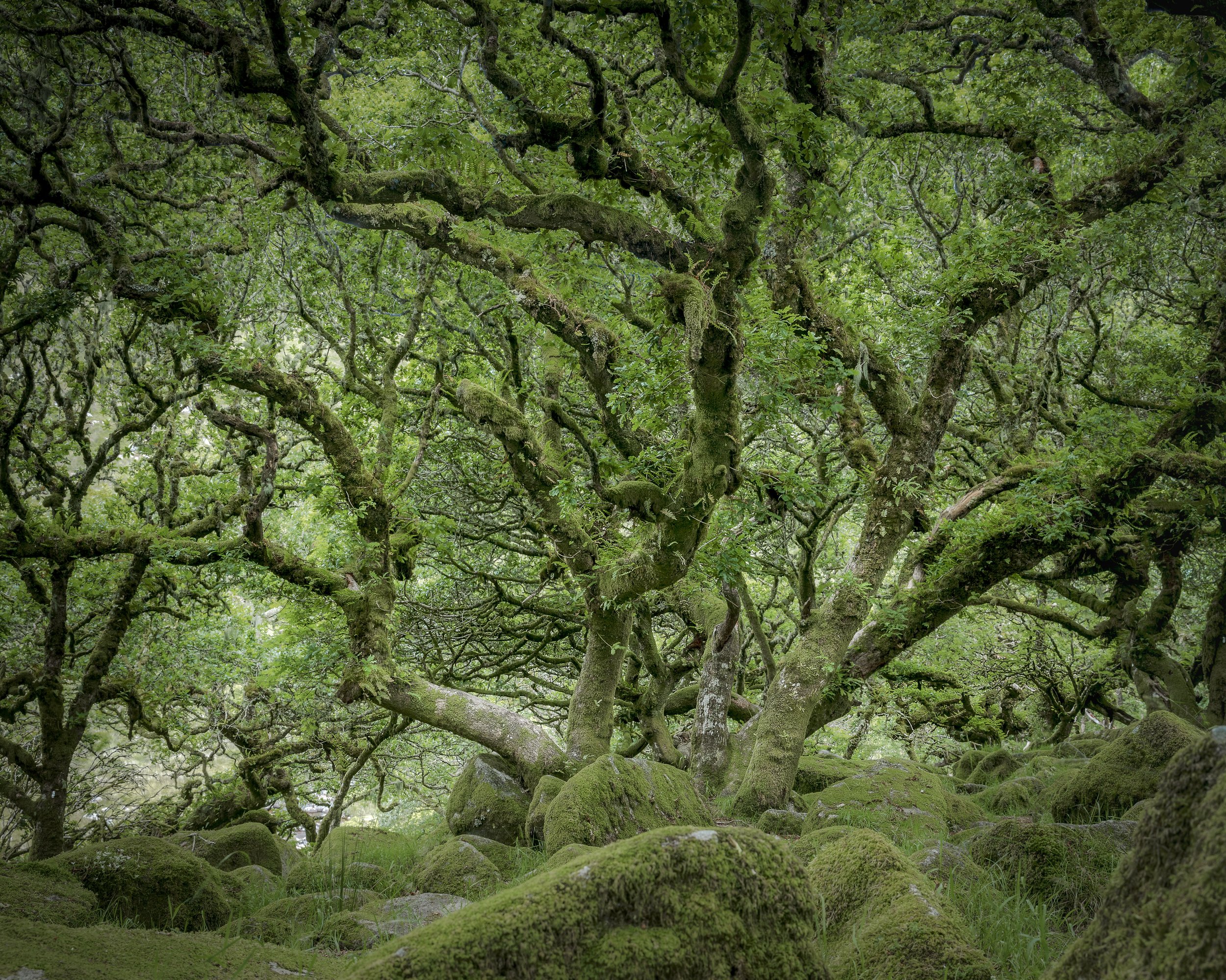 Wistman's Wood Devon