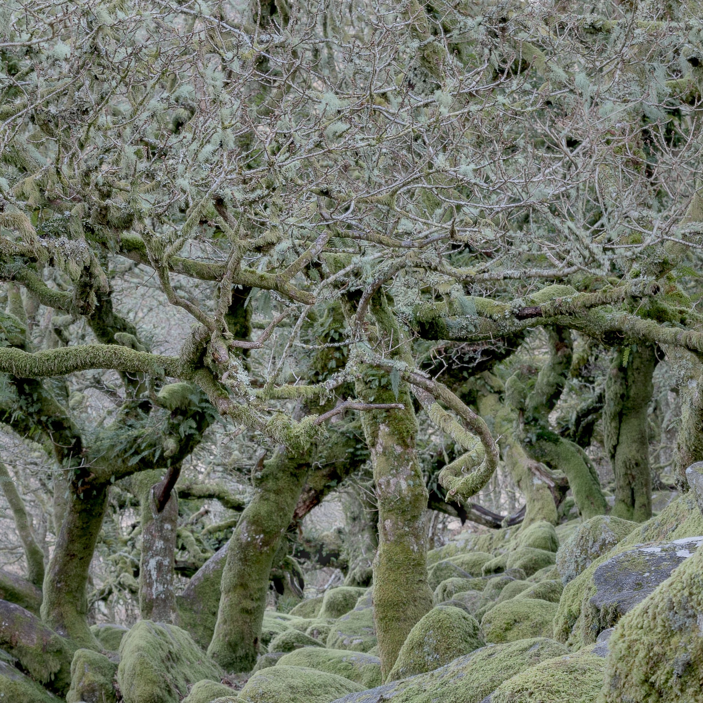 Wistman's Wood, Devon