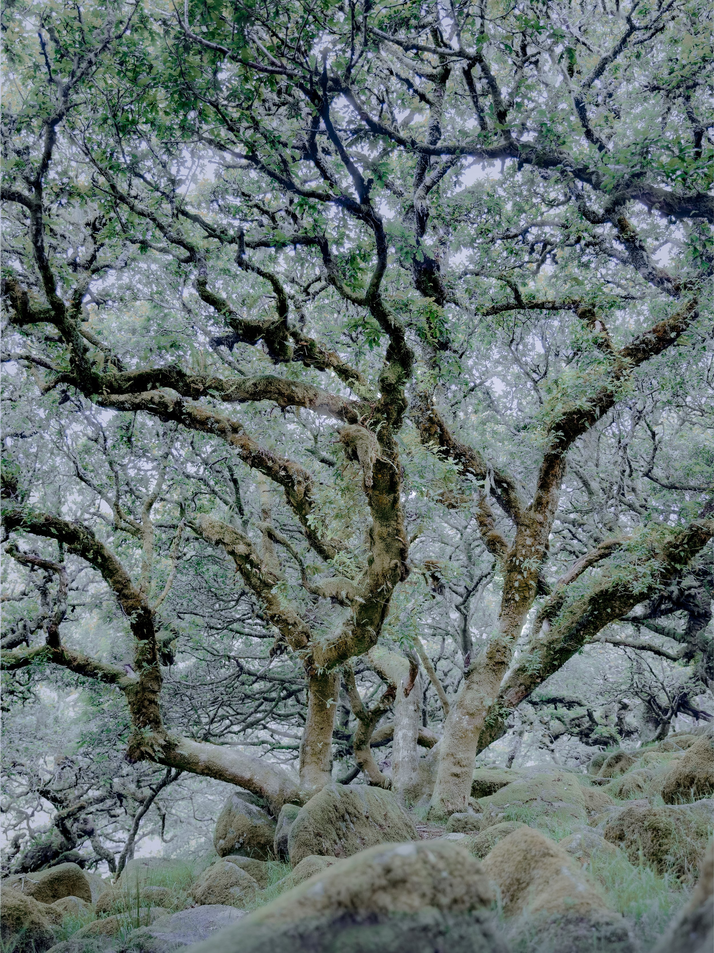 Wiseman's Wood