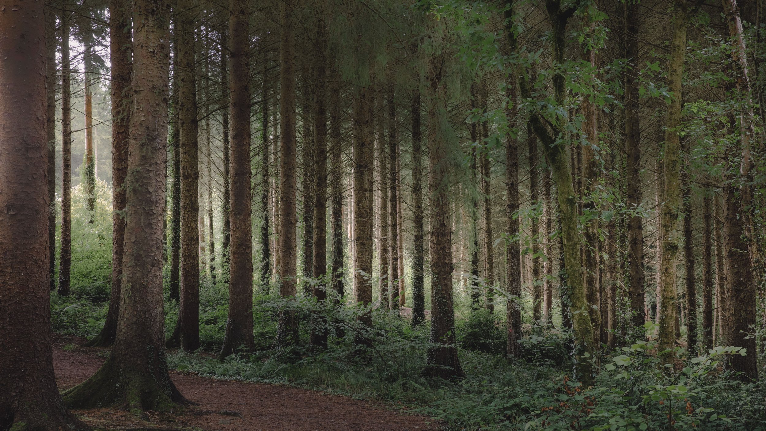 Rosemoor Devon