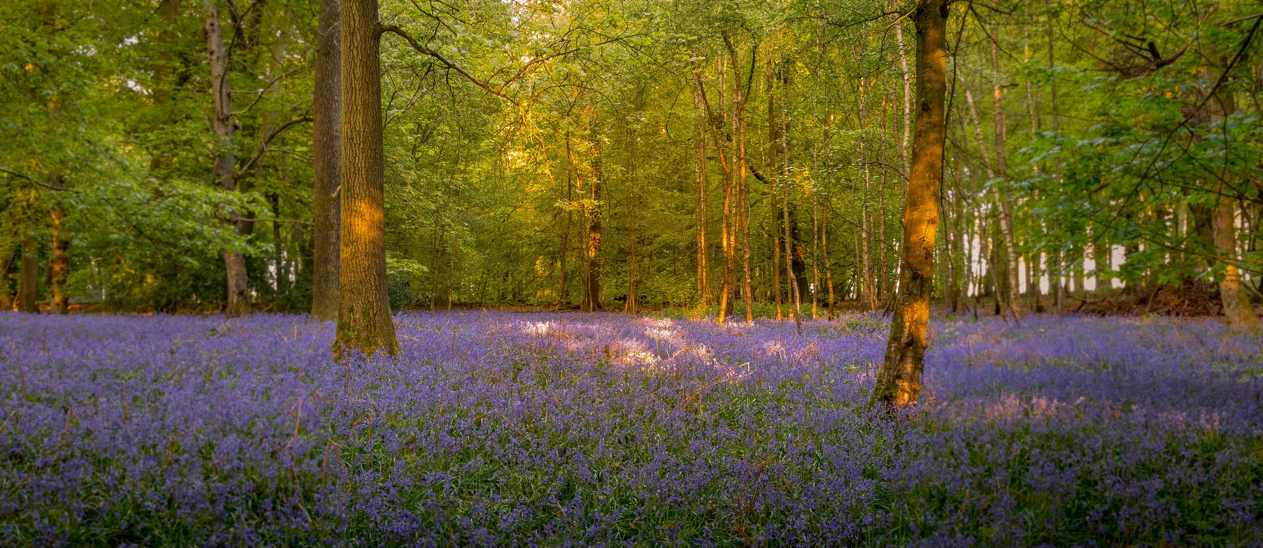 Swyncombe Wood Oxfordshire