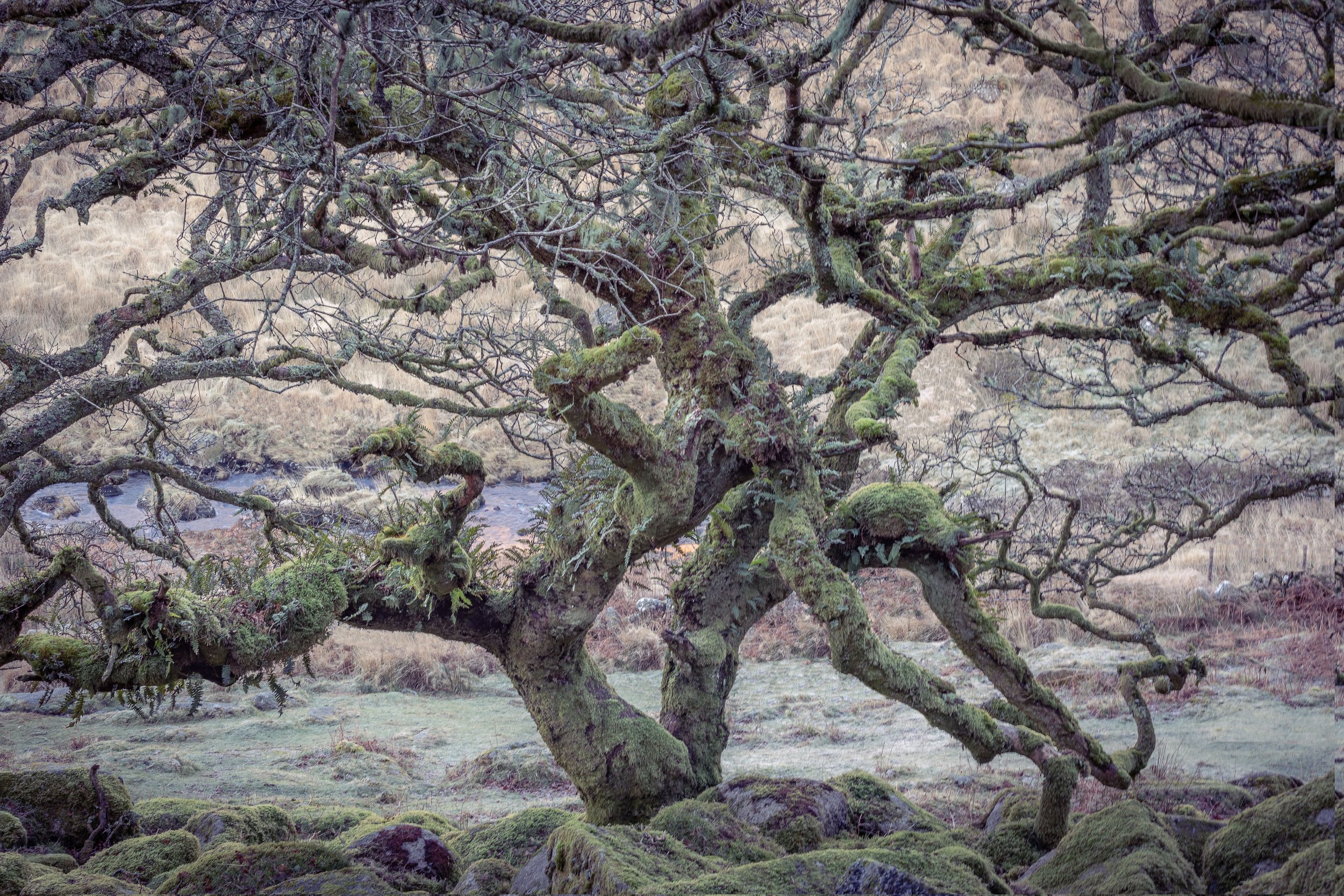 Single tree. Wistman's Wood