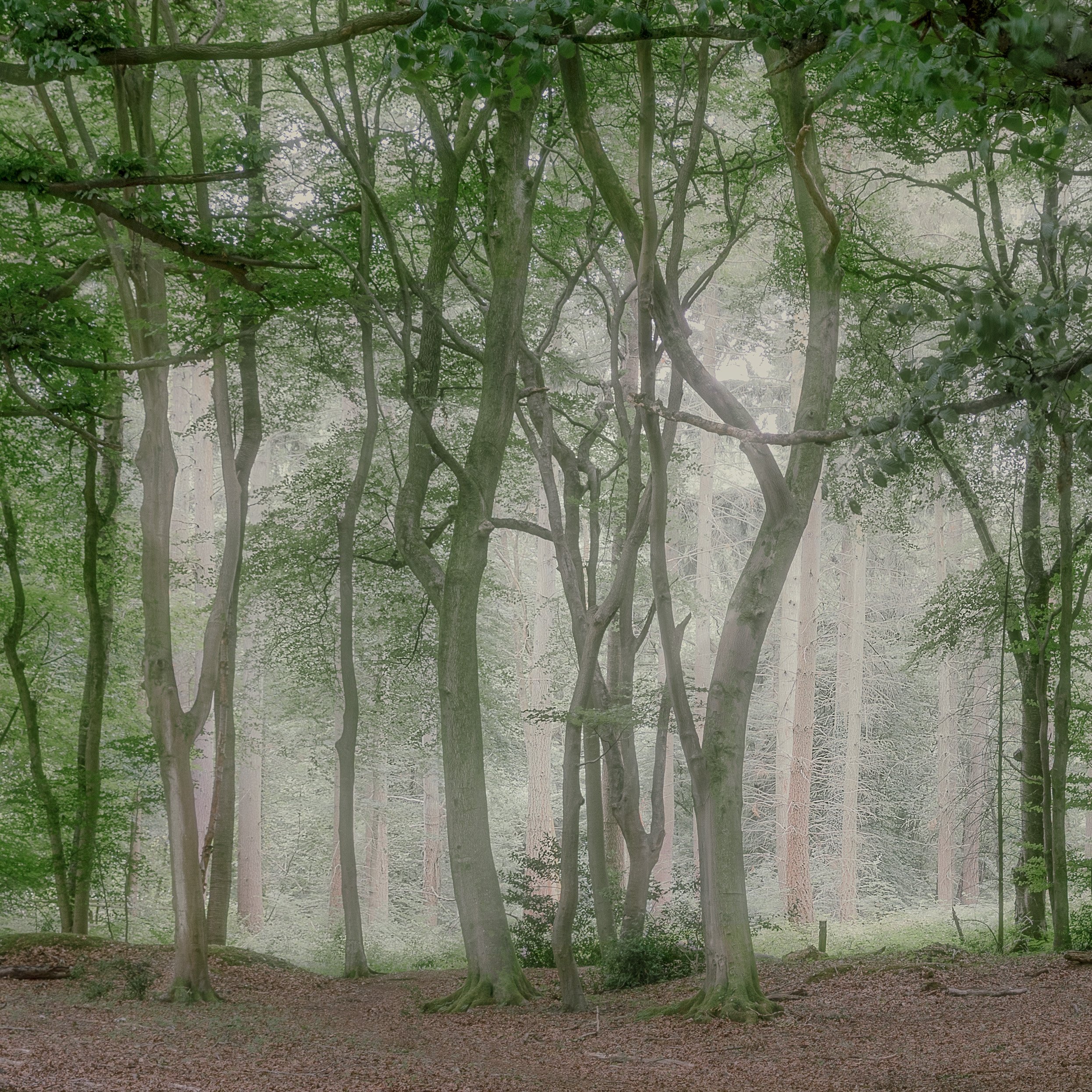 Ipsden Wood Oxfordshire
