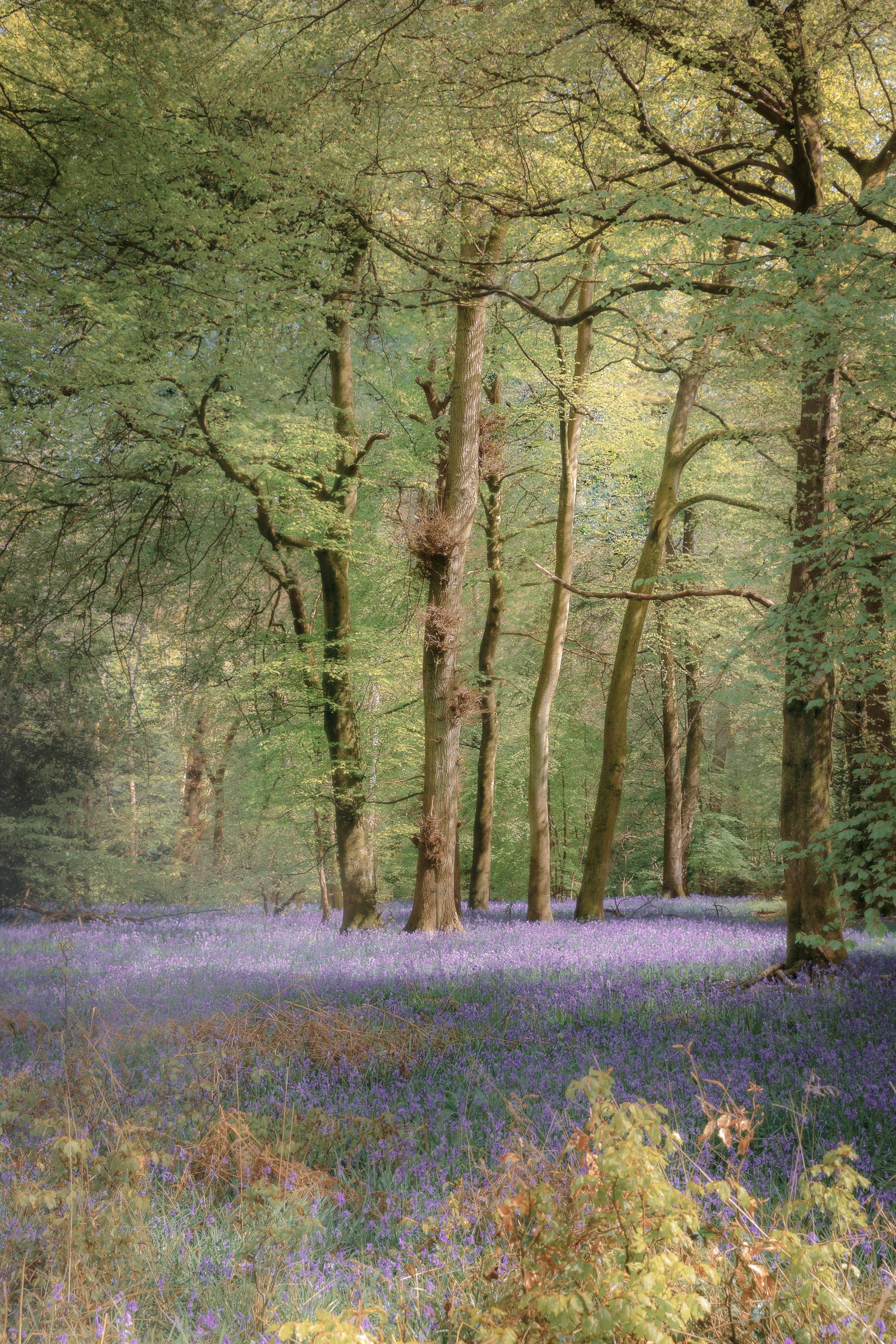 Ipsden Wood Oxfordshire