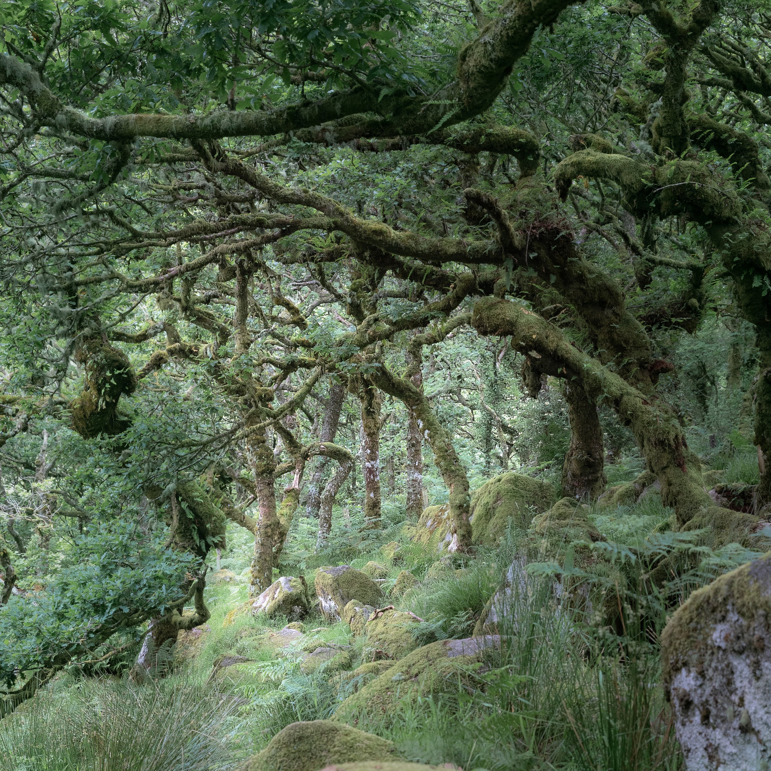 Wistman's Wood