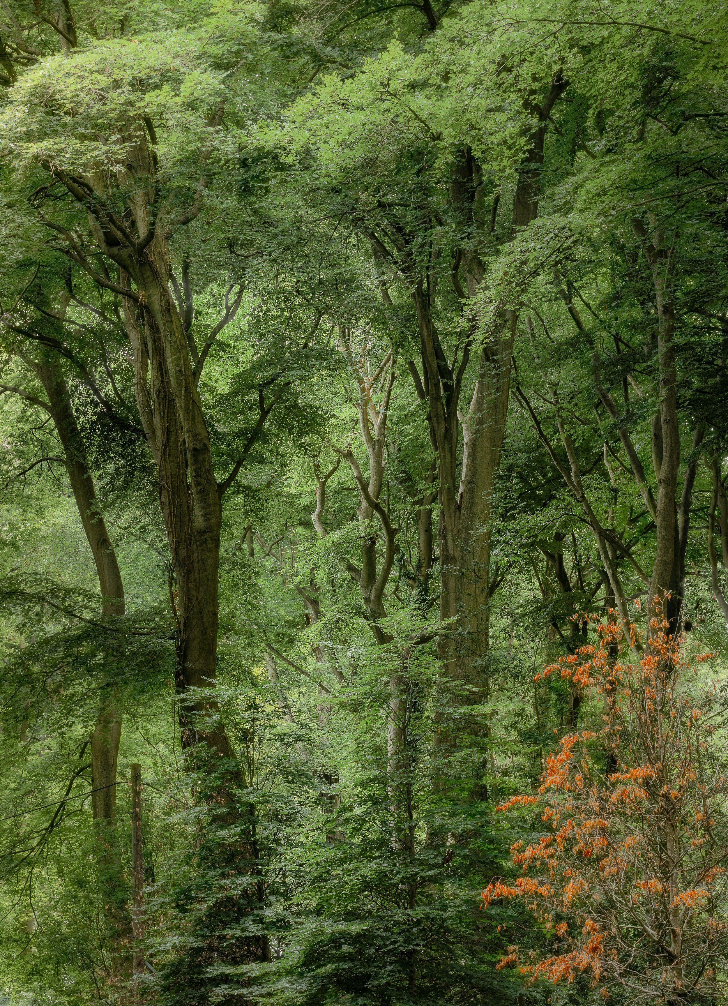 Harpsden Wood Oxfordshire