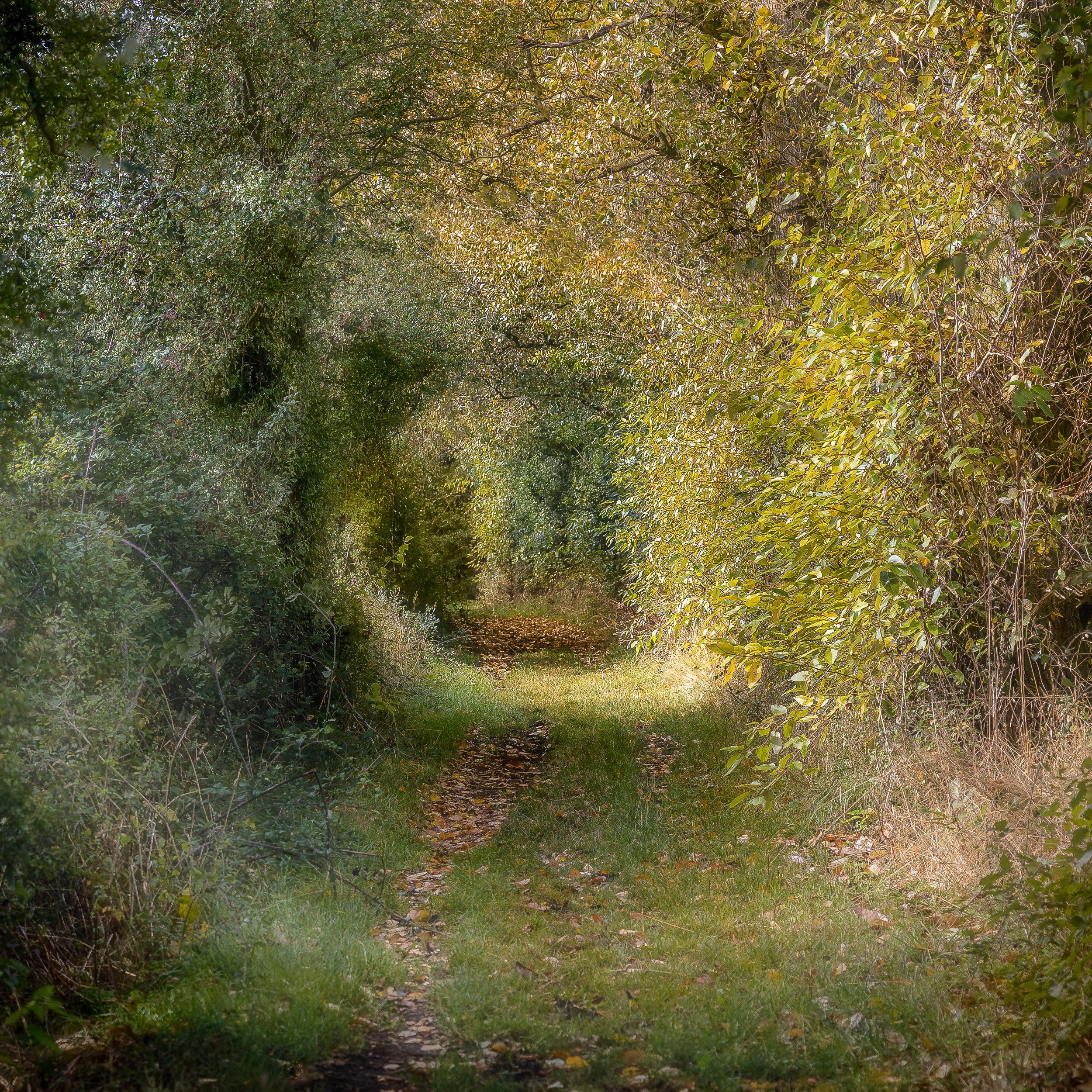 Ladygrove Copse Warborough Oxfordshire