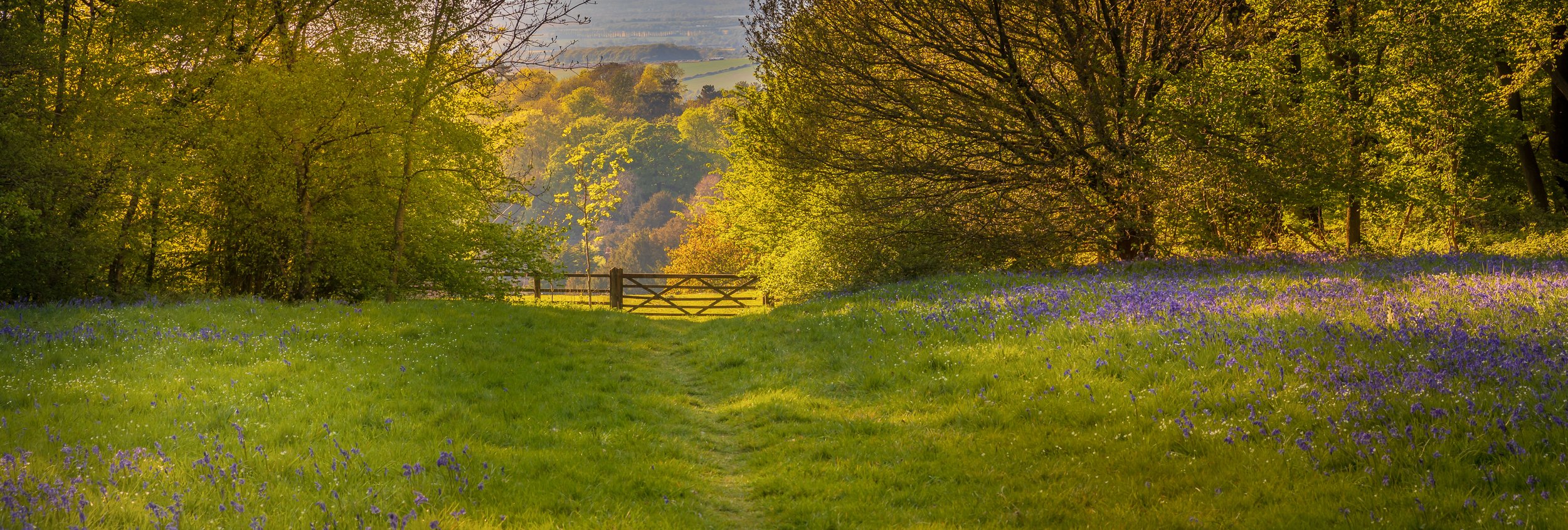 Swyncombe Wood Oxfordshire