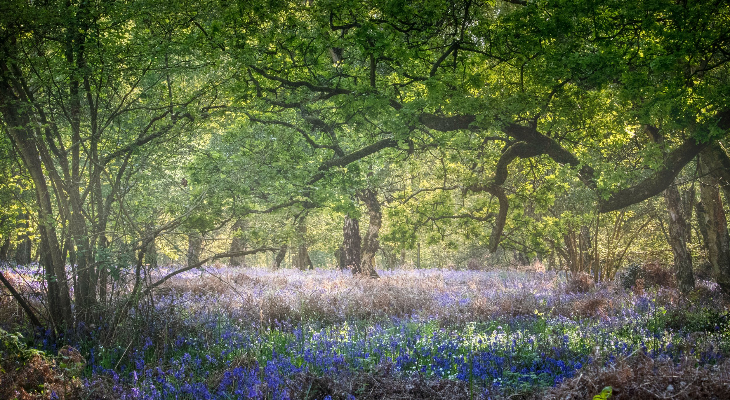 Foxholes Oxfordshire