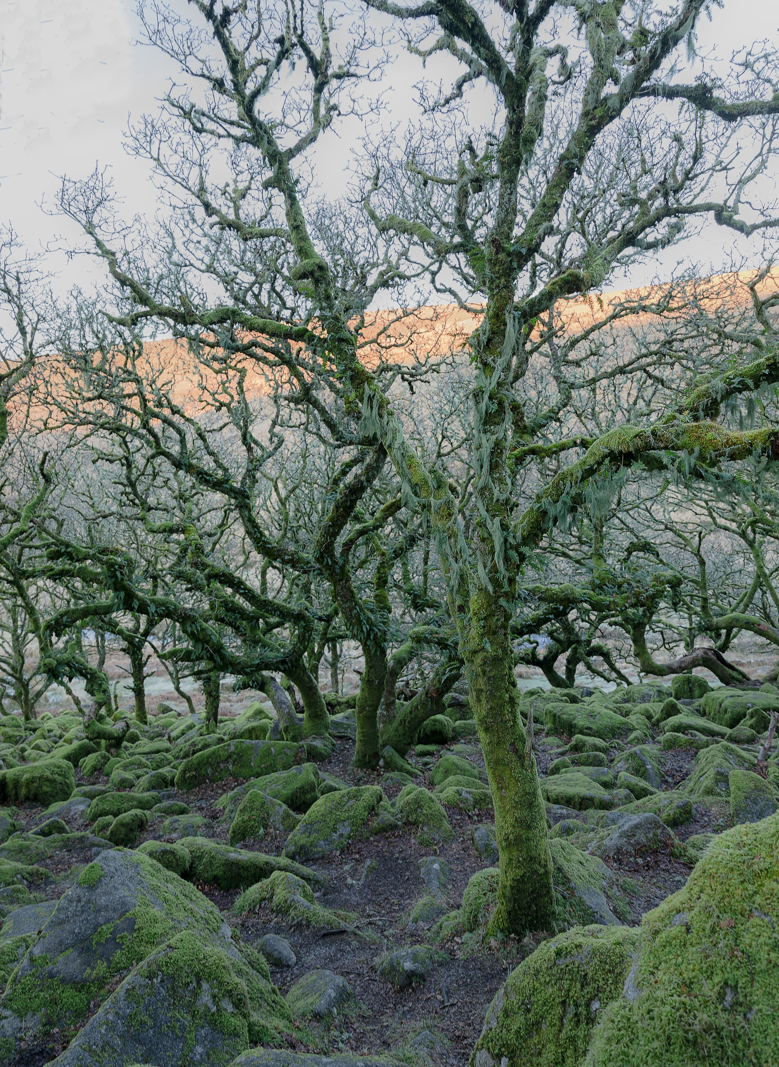 Wistman's Wood Devon