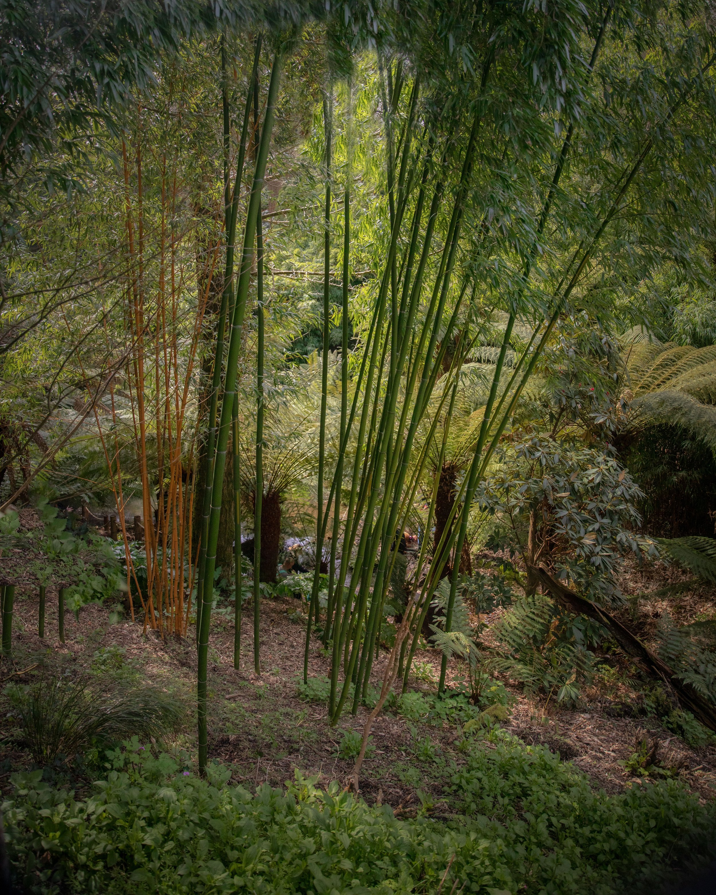 Heligan Jungle