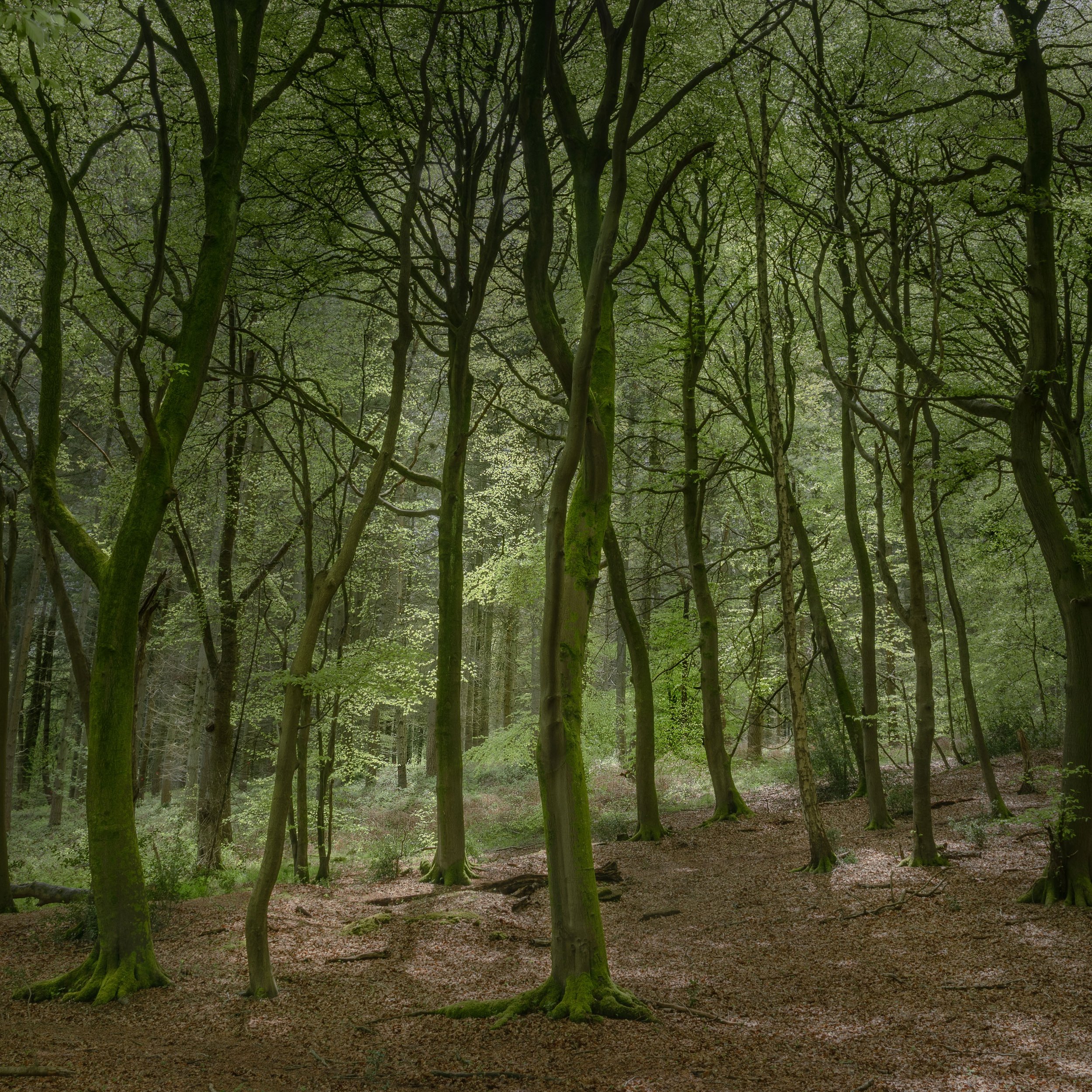 Ipsden Wood Oxfordshire