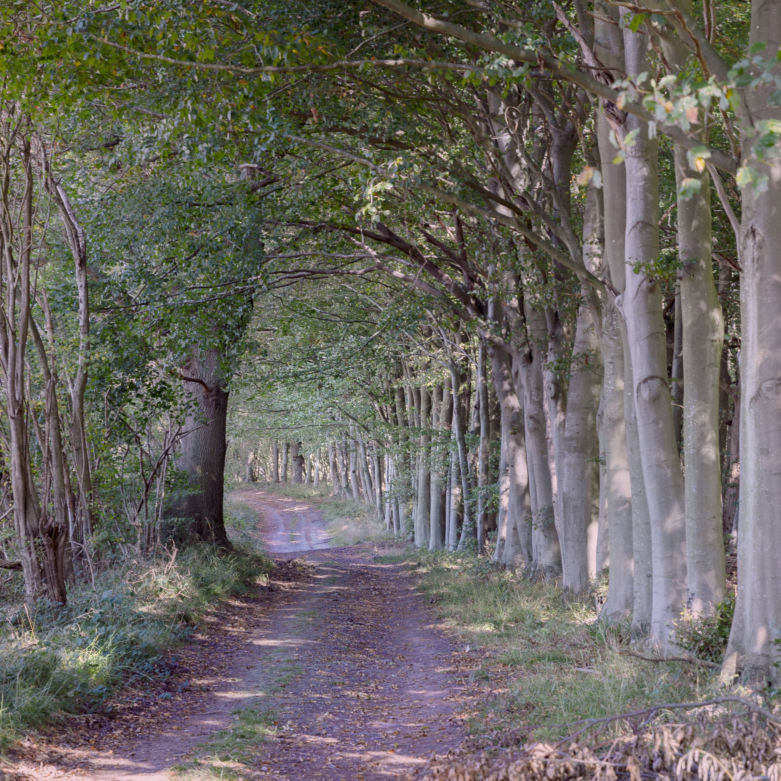 Wytham Woods Oxfordshire