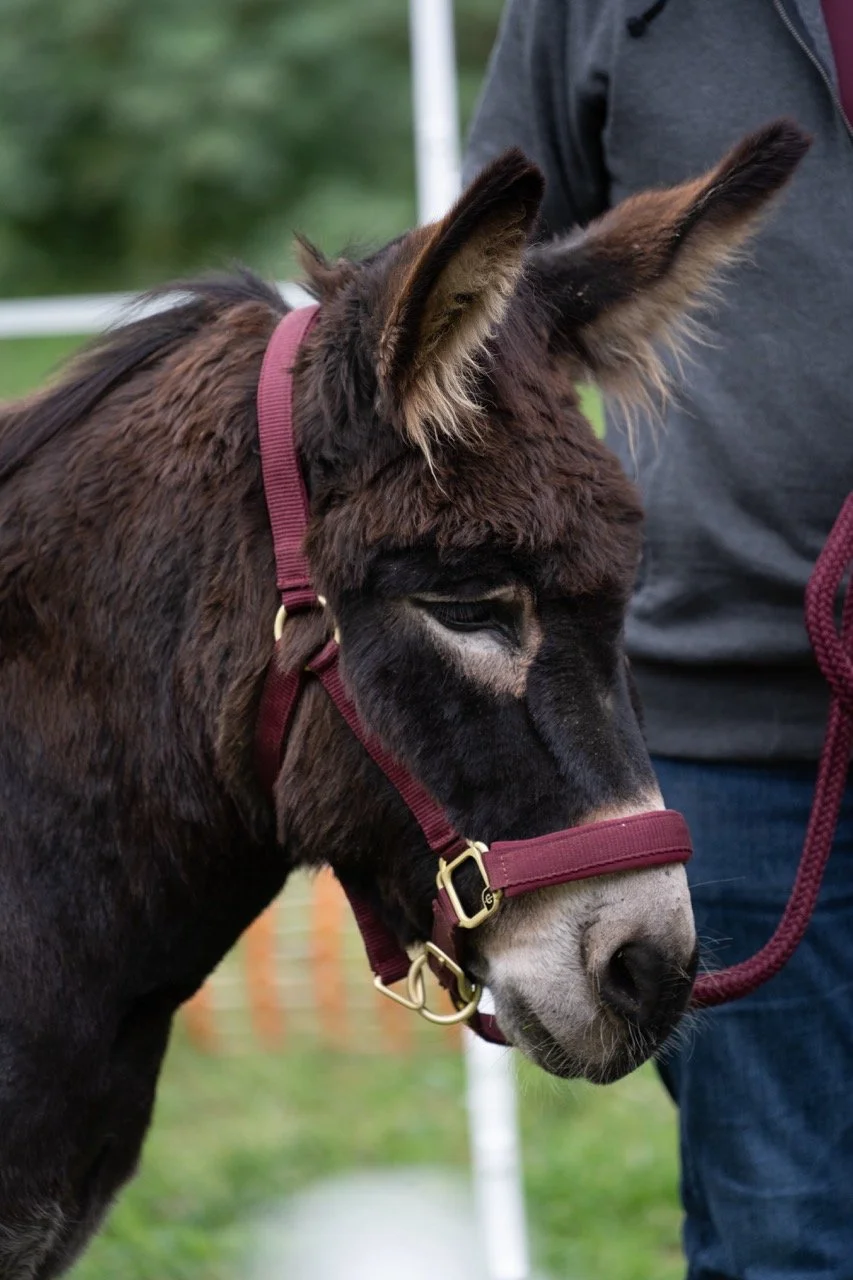 DSC04155 - dimensioni grandi.jpeg