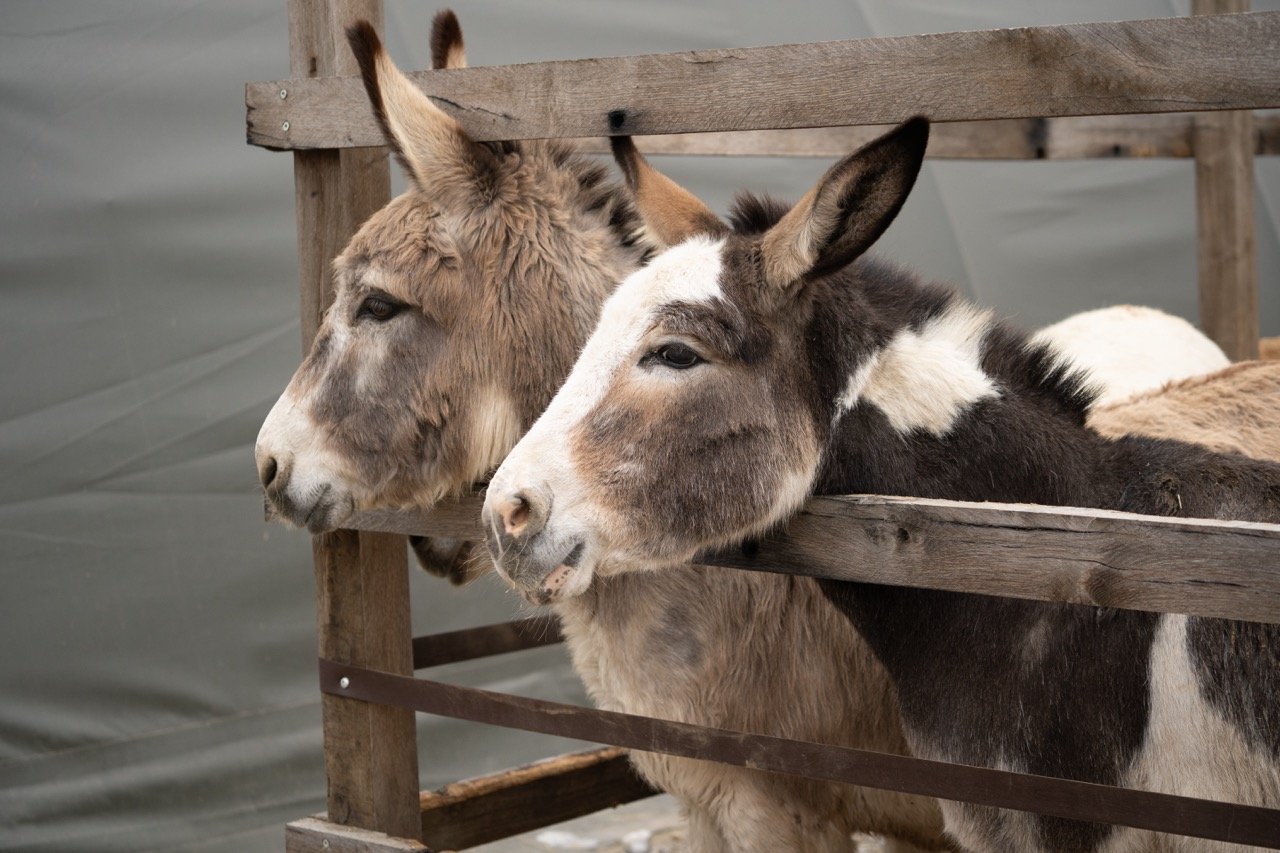 DSC05139 - dimensioni grandi.jpeg