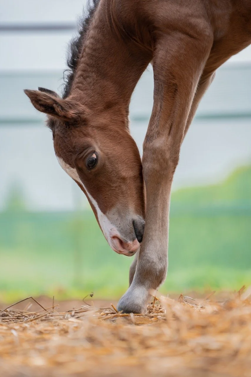 5.1 - dimensioni grandi.jpeg