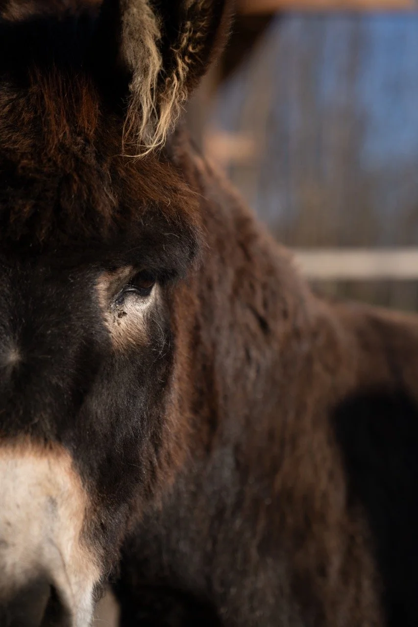 DSC06346 - dimensioni grandi.jpeg