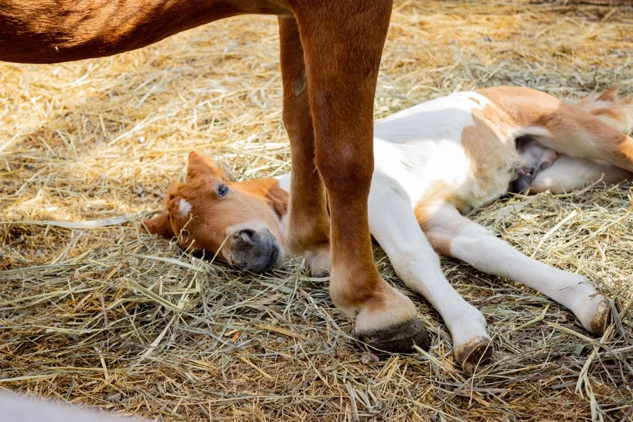 IMG_8963 - dimensioni grandi.jpeg