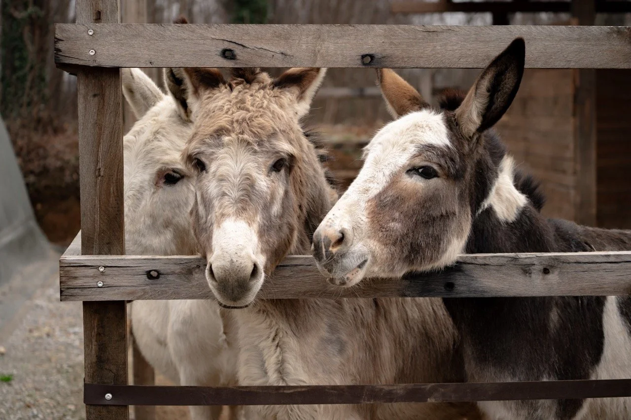 DSC05134 - dimensioni grandi.jpeg