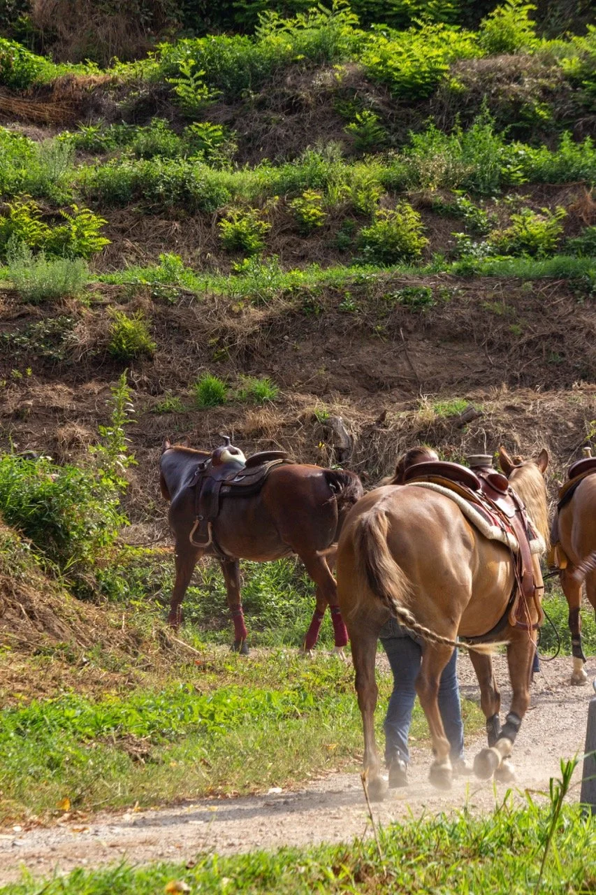 IMG_9275 - dimensioni grandi.jpeg