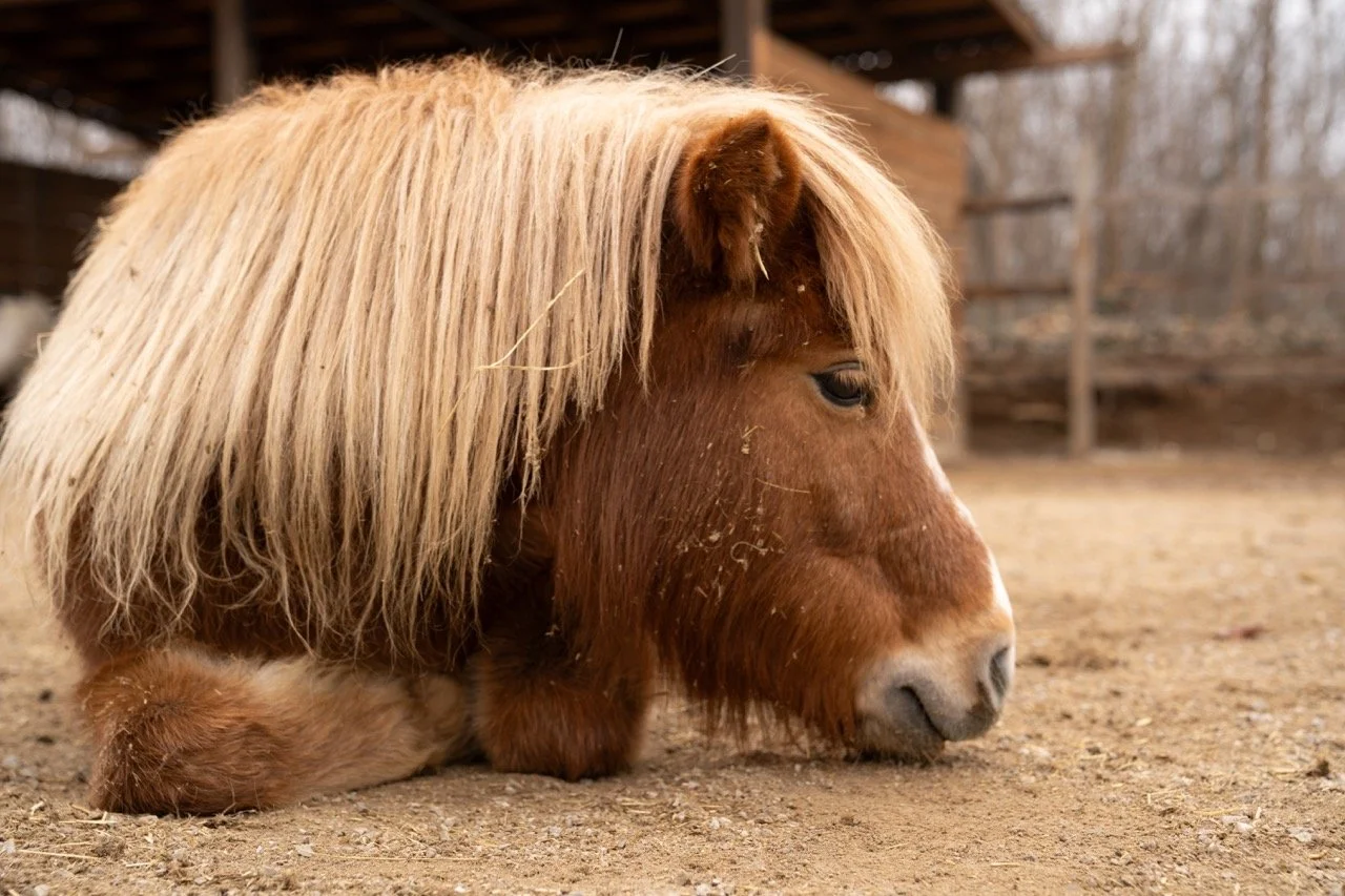 DSC05266 - dimensioni grandi.jpeg
