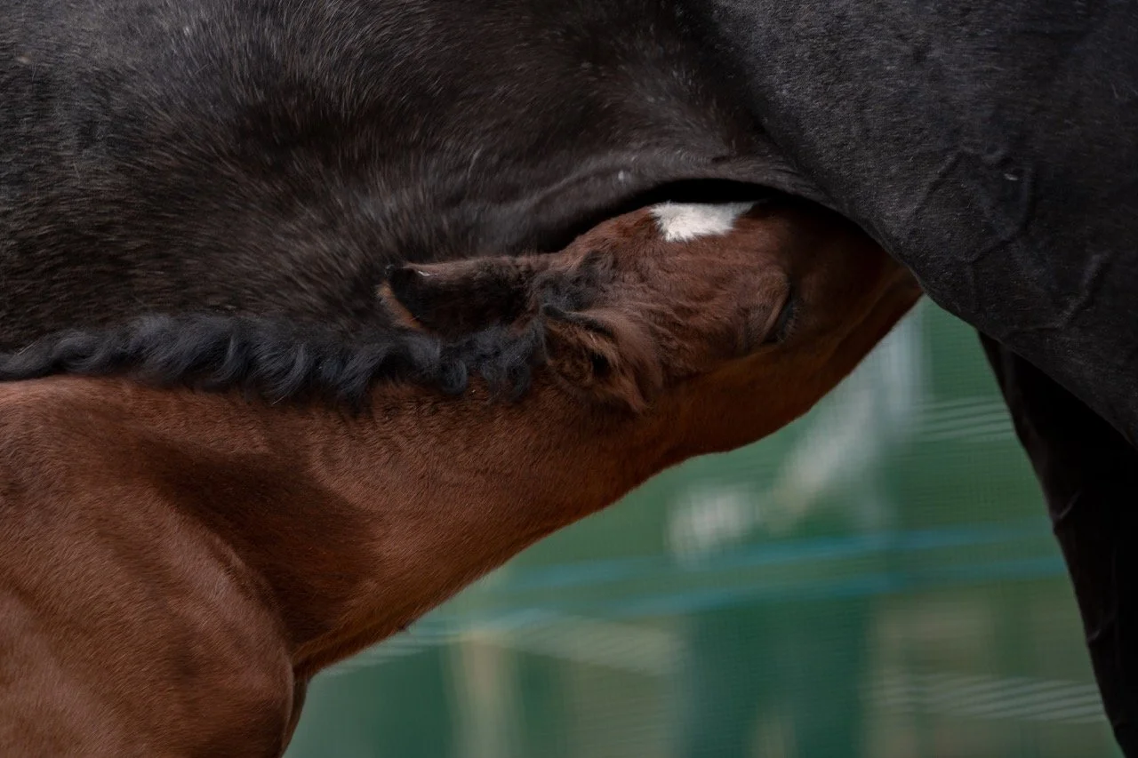 3.1 - dimensioni grandi.jpeg