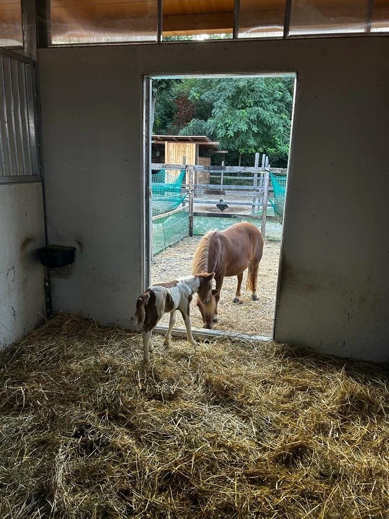 WhatsApp Image 2023-08-26 at 12.21.39 - dimensioni grandi.jpeg