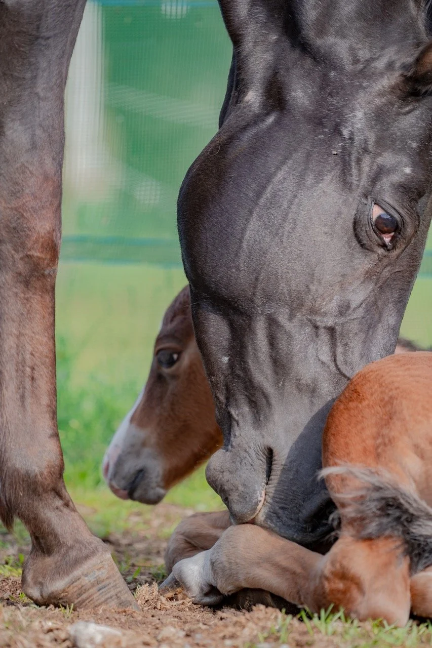 7.1 - dimensioni grandi.jpeg