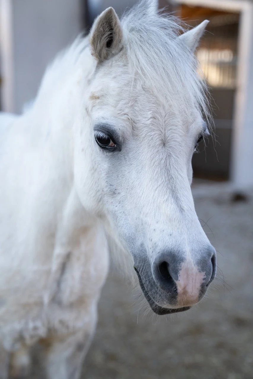 DSC06339 - dimensioni grandi.jpeg