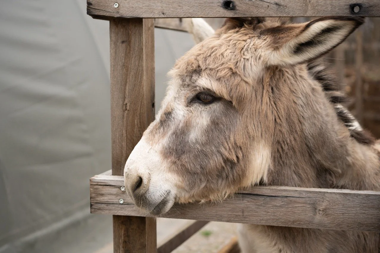 DSC05133 - dimensioni grandi.jpeg