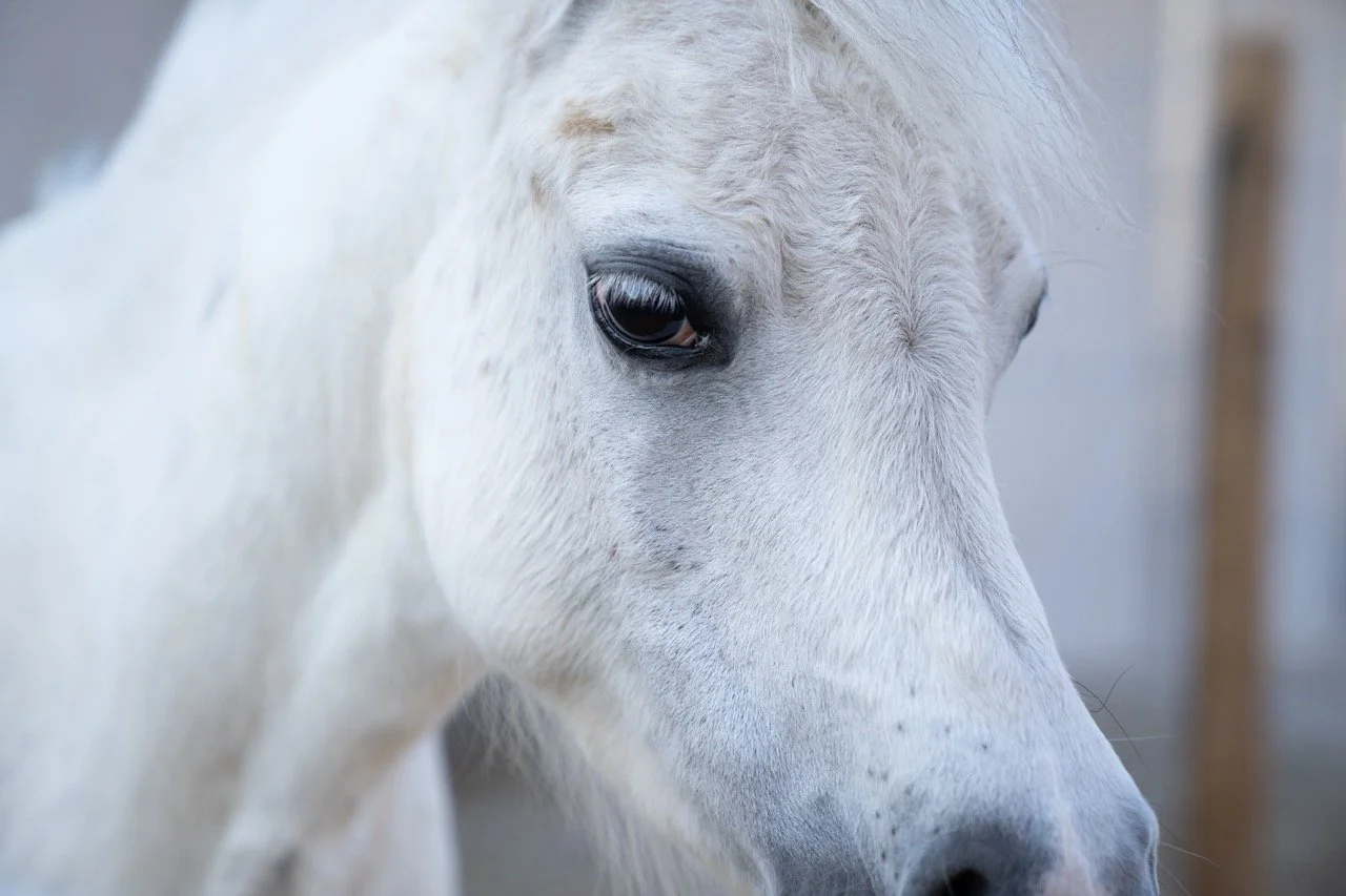 DSC06337 - dimensioni grandi.jpeg