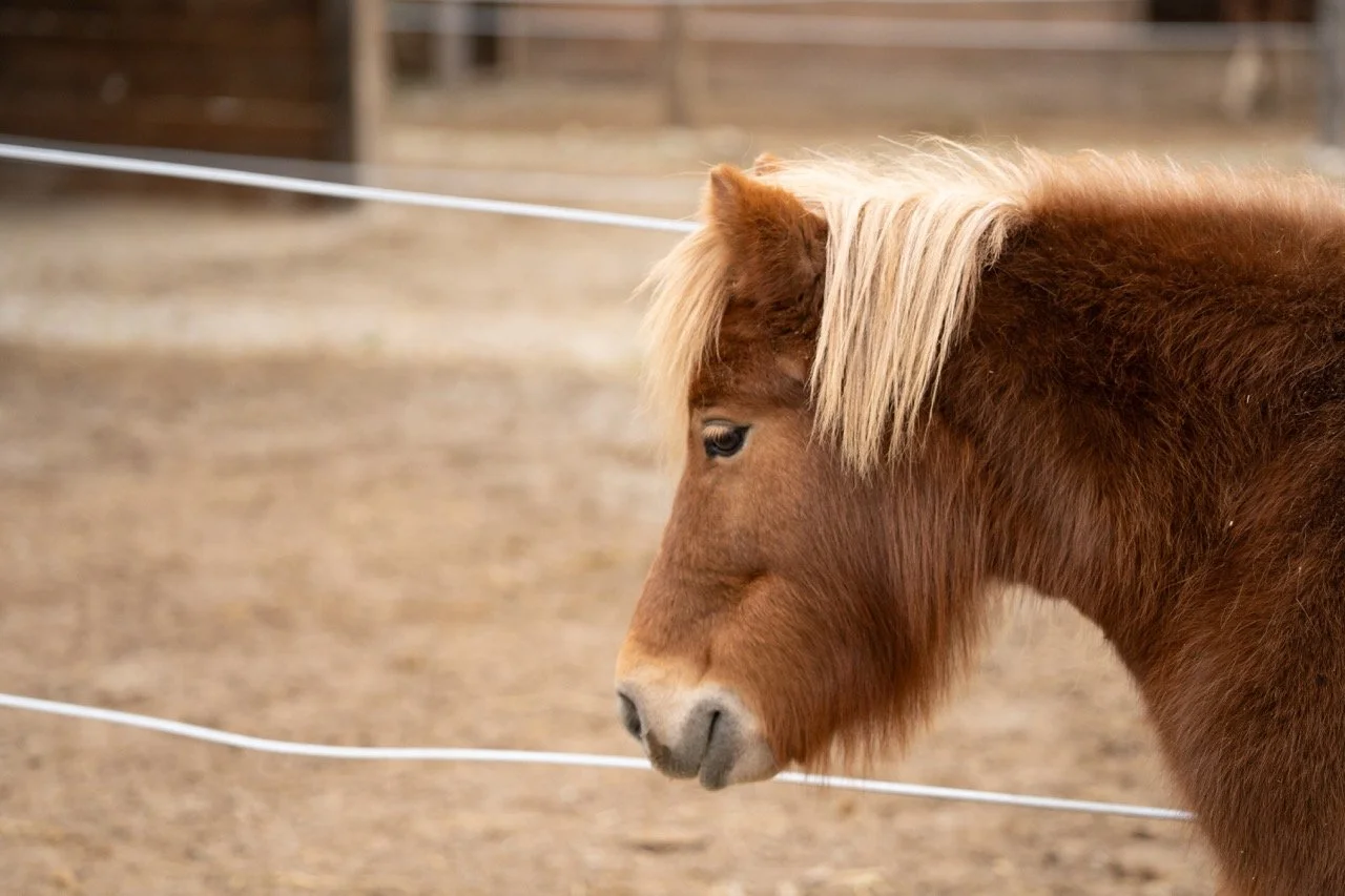 DSC05109 - dimensioni grandi.jpeg