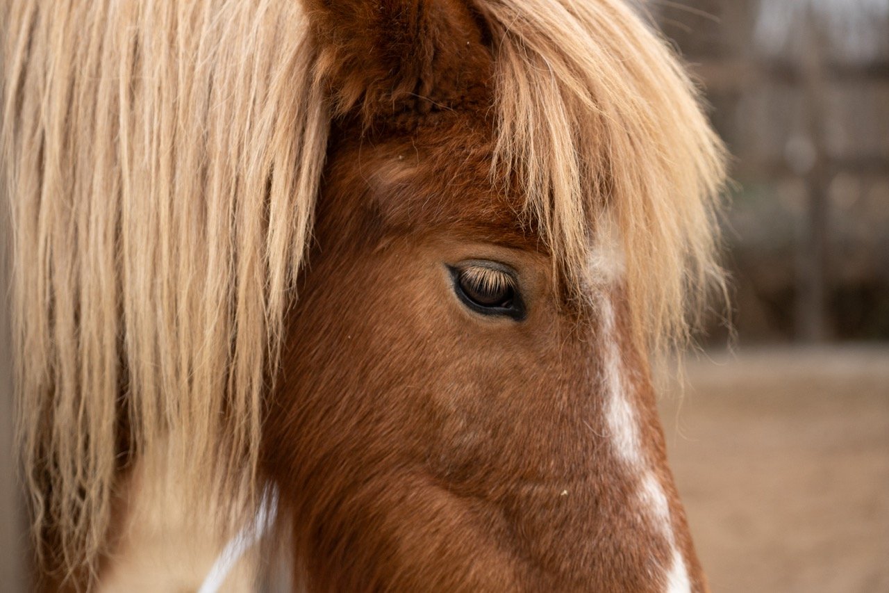 DSC05116 - dimensioni grandi.jpeg