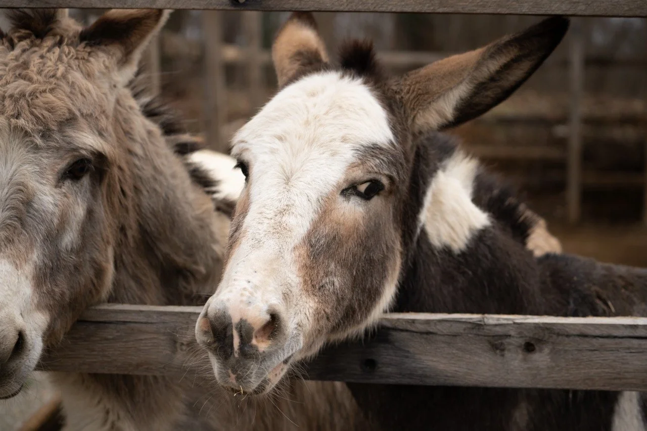 DSC05132 - dimensioni grandi.jpeg