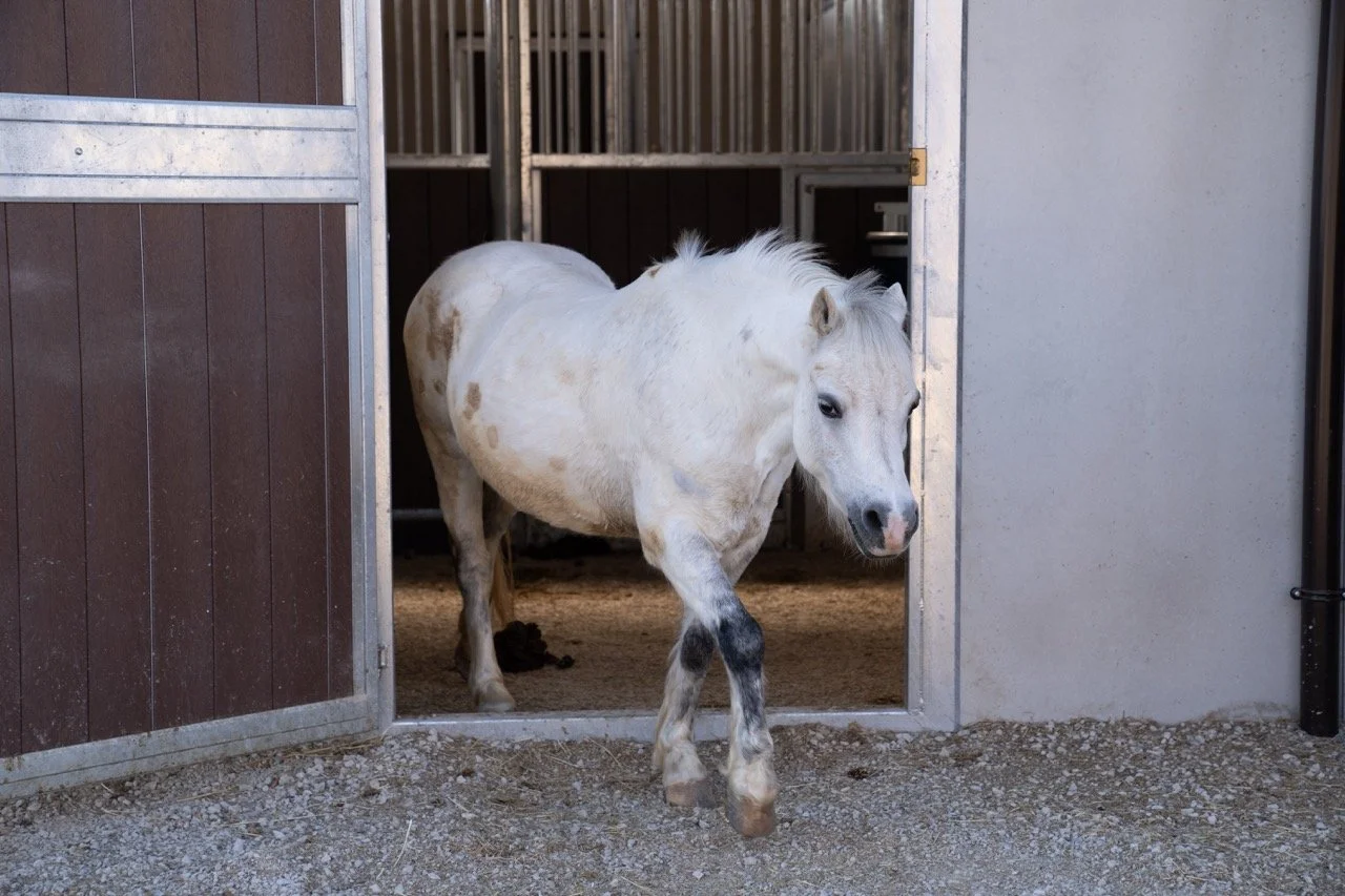 DSC06178 - dimensioni grandi.jpeg