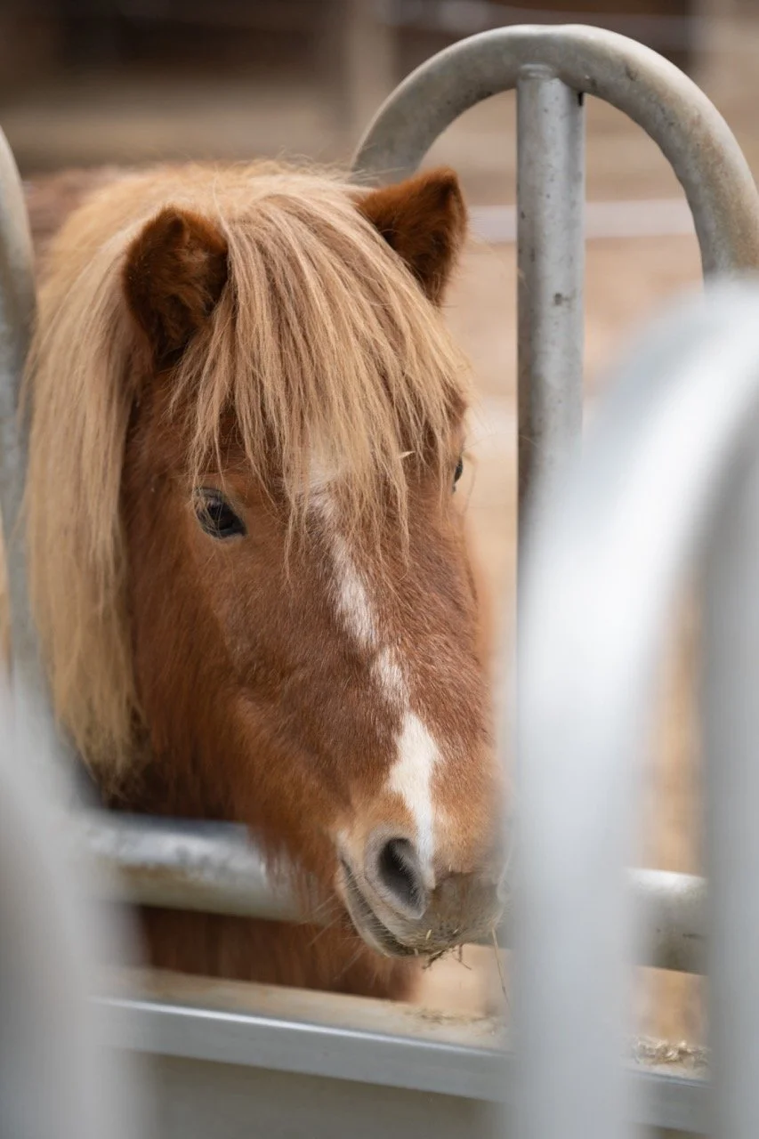 DSC04749 - dimensioni grandi.jpeg