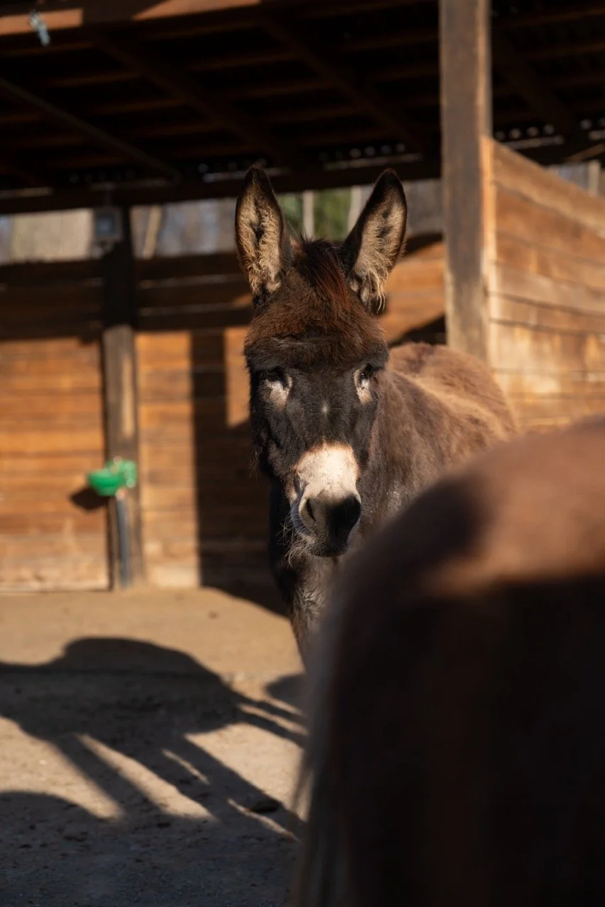 DSC06342 - dimensioni grandi.jpeg