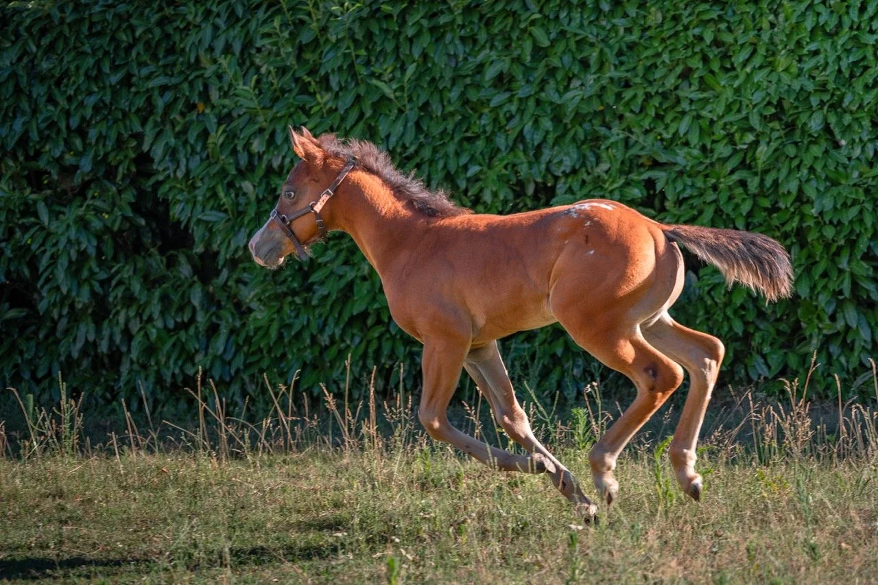 5.2 - dimensioni grandi.jpeg